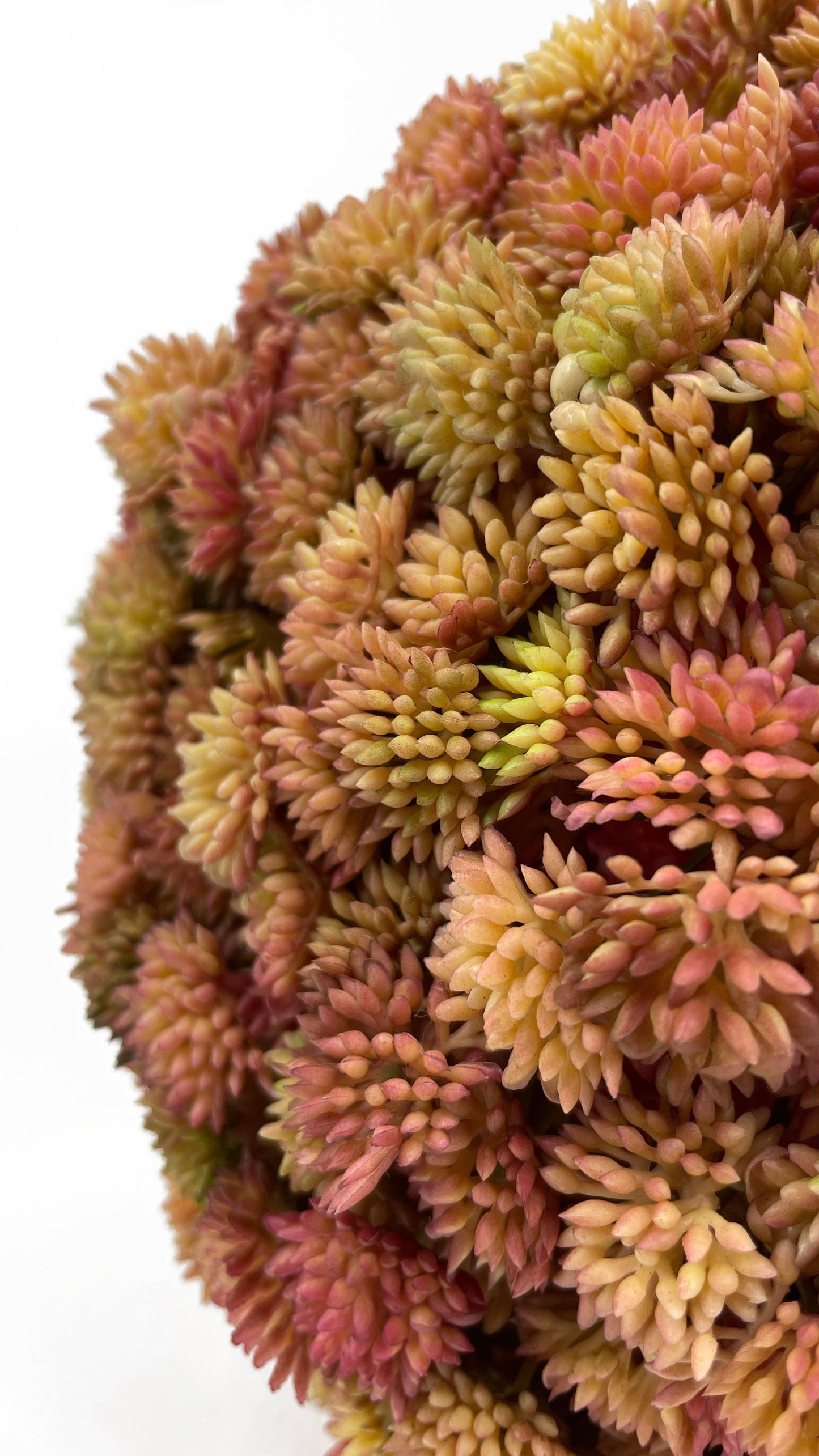 FL11643 SUCCULENT BALL,9in-6P/12/5.46'