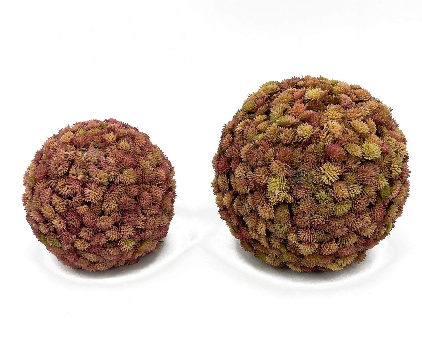 FL11643 SUCCULENT BALL,9in-6P/12/5.46'