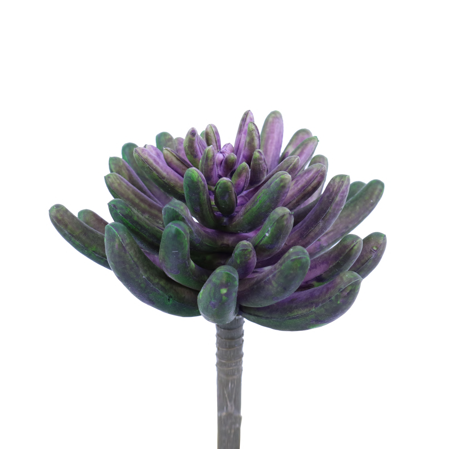 FL11644 SUCCULENT,6.5in-24P/144/2.46'