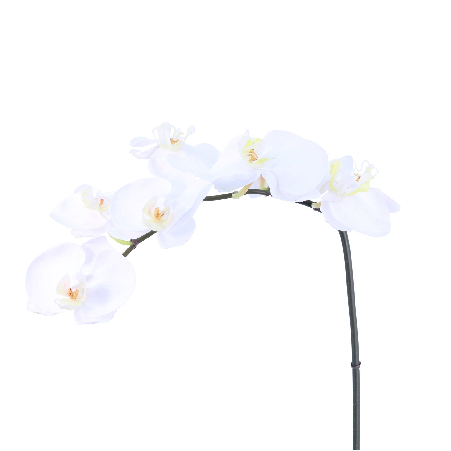 FL11780 PHALAENOPSISx8F,31in-24/144P