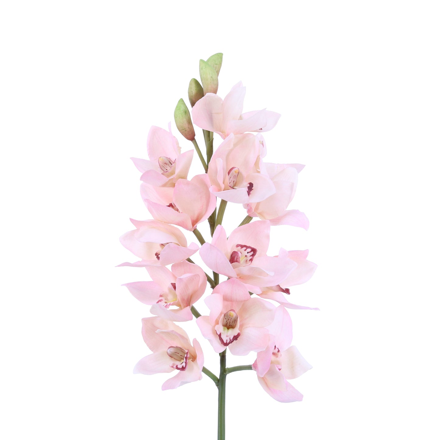 FL11783 CYMBIDIUMx13F3B,36in-6/24P