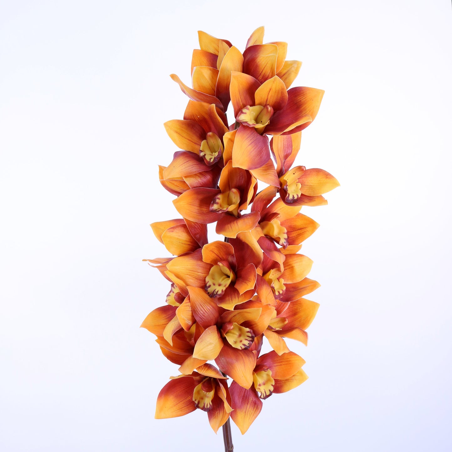 FL11784 CYMBIDIUMx18F,41in-6/18P