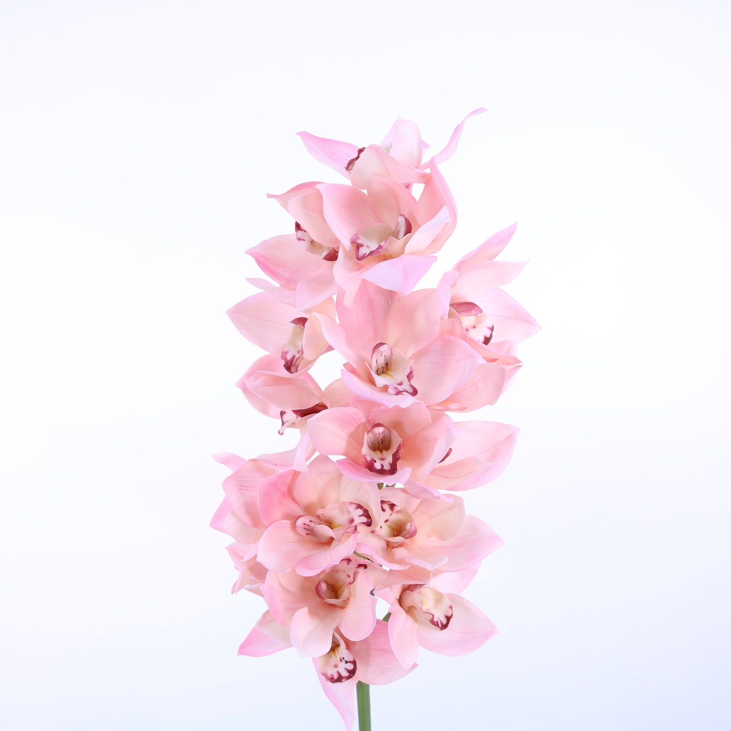 FL11784 CYMBIDIUMx18F,41in-6/18P