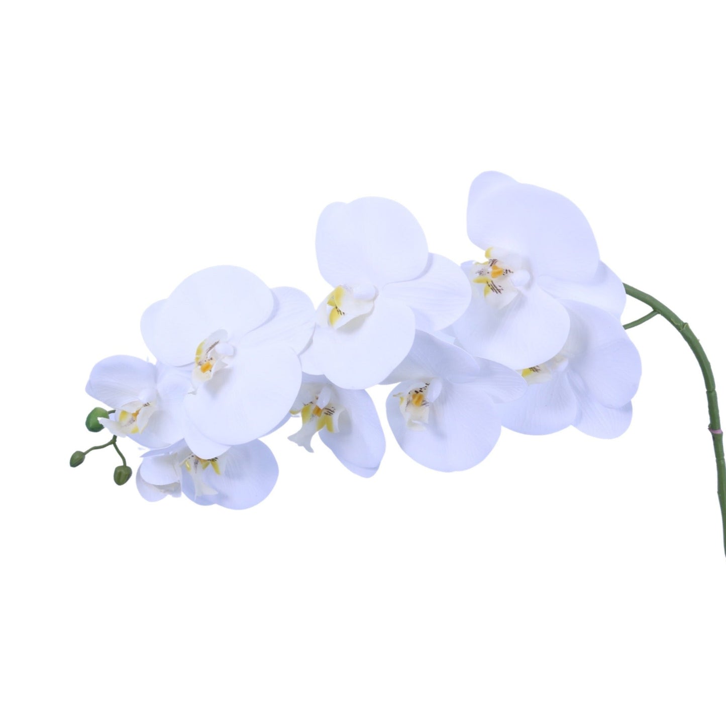 FL11791 PHALAENOPSIS SPx9F(NAT. TOUCH),46in