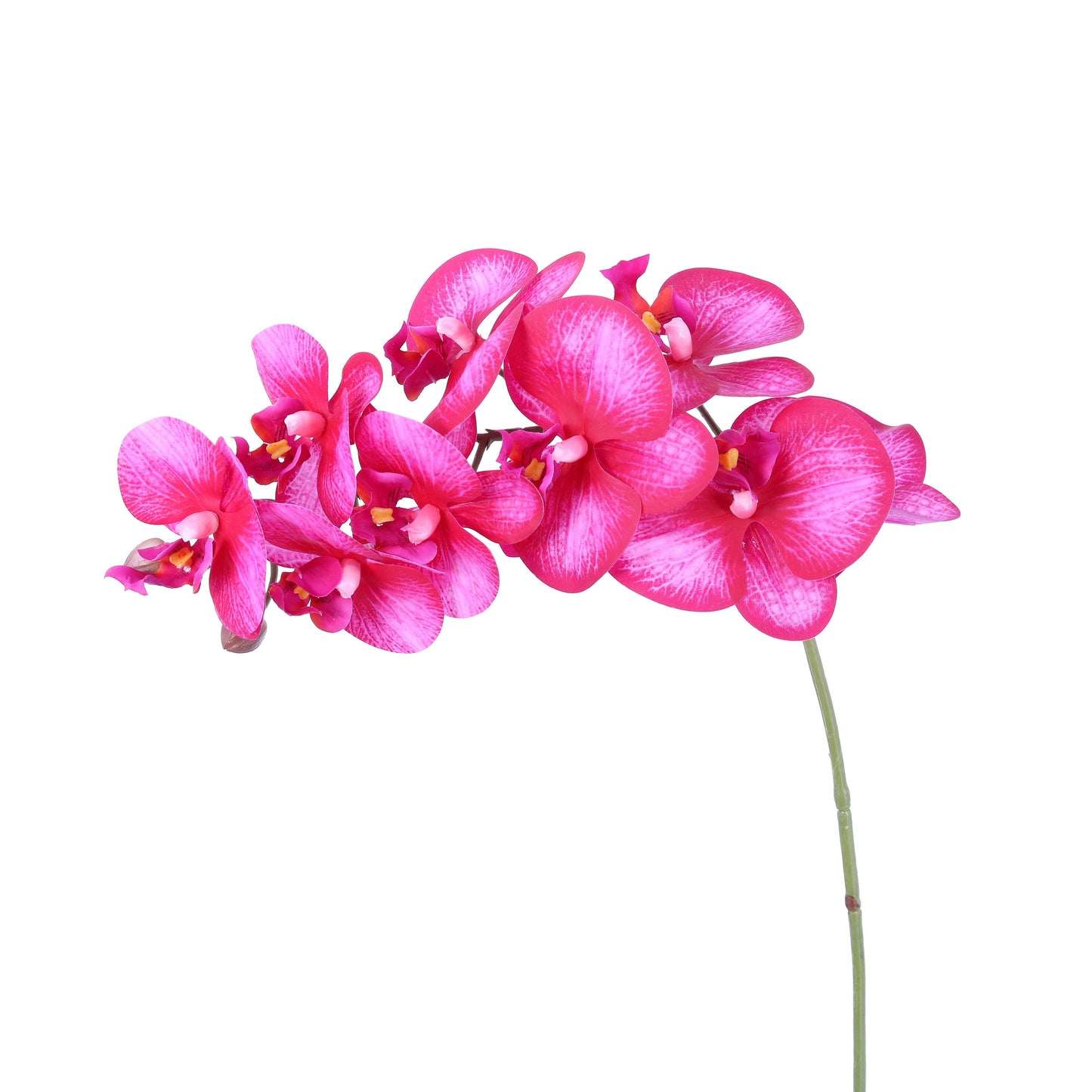 FL11792 PHALAENOPSIS SPx9F(NAT. TOUCH),36in