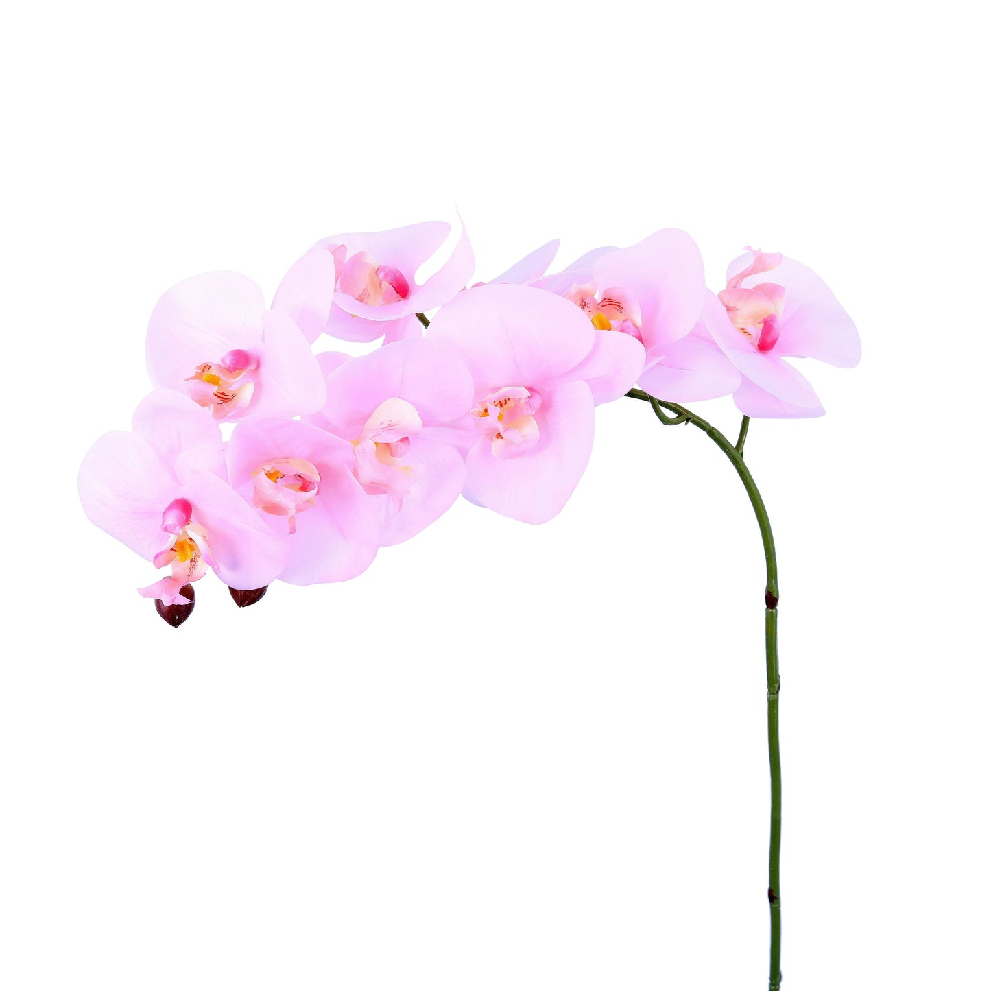 FL11792 PHALAENOPSIS SPx9F(NAT. TOUCH),36in