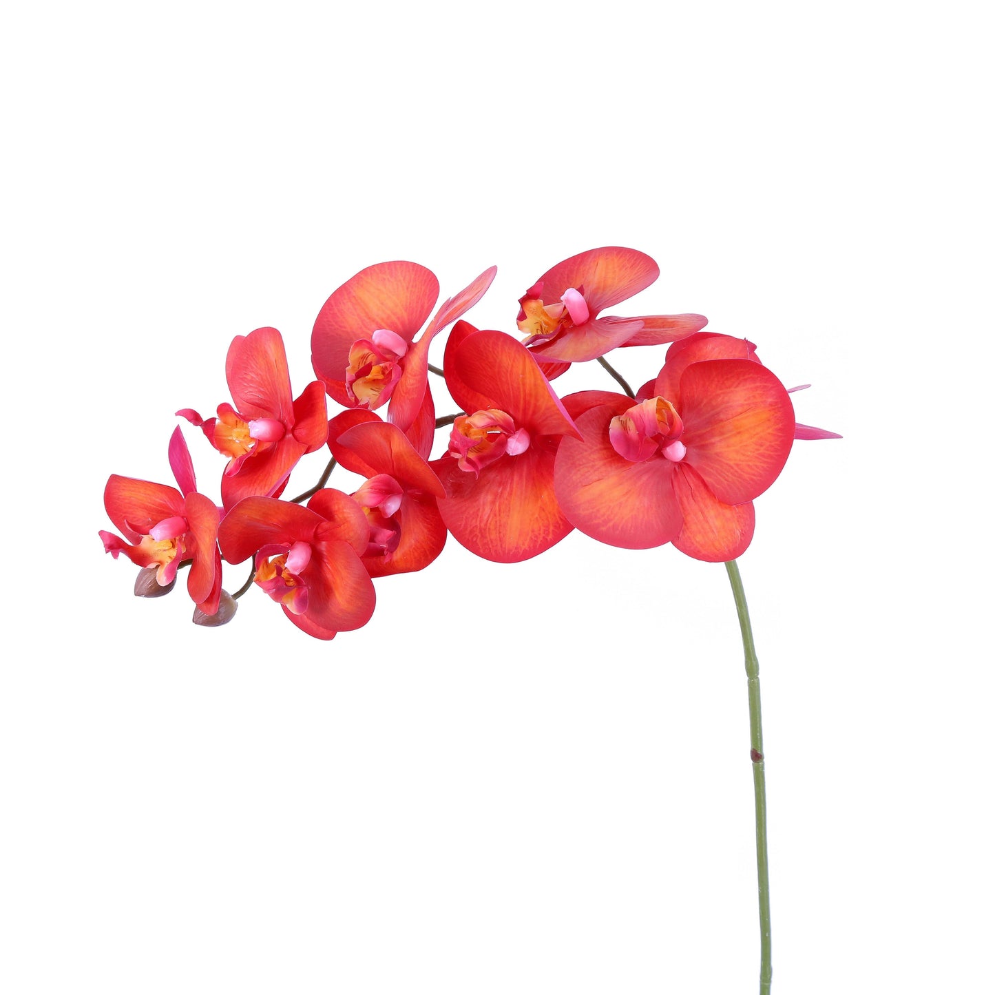 FL11792 PHALAENOPSIS SPx9F(NAT. TOUCH),36in