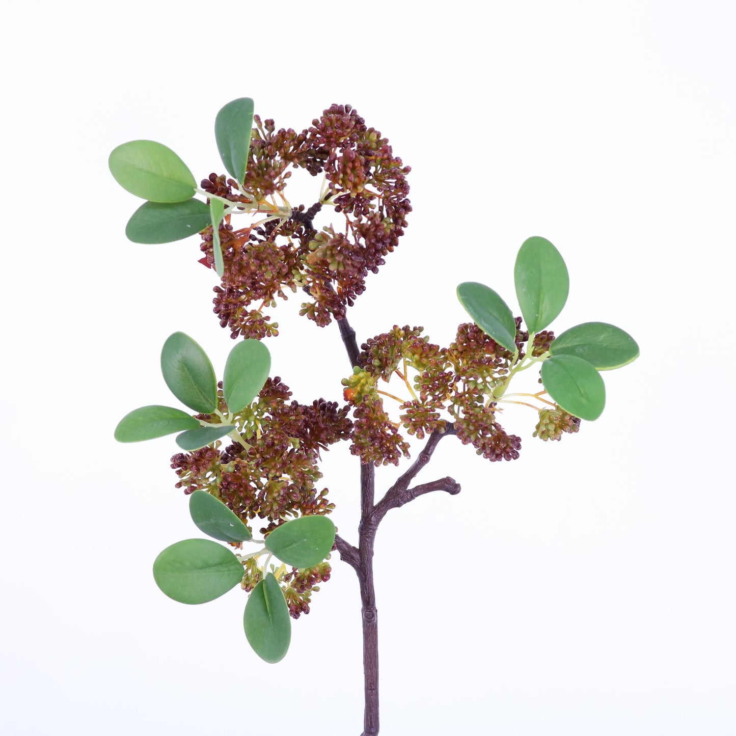 FL11801 SEEDED FICUS SP,17in-24P/240/9.18'