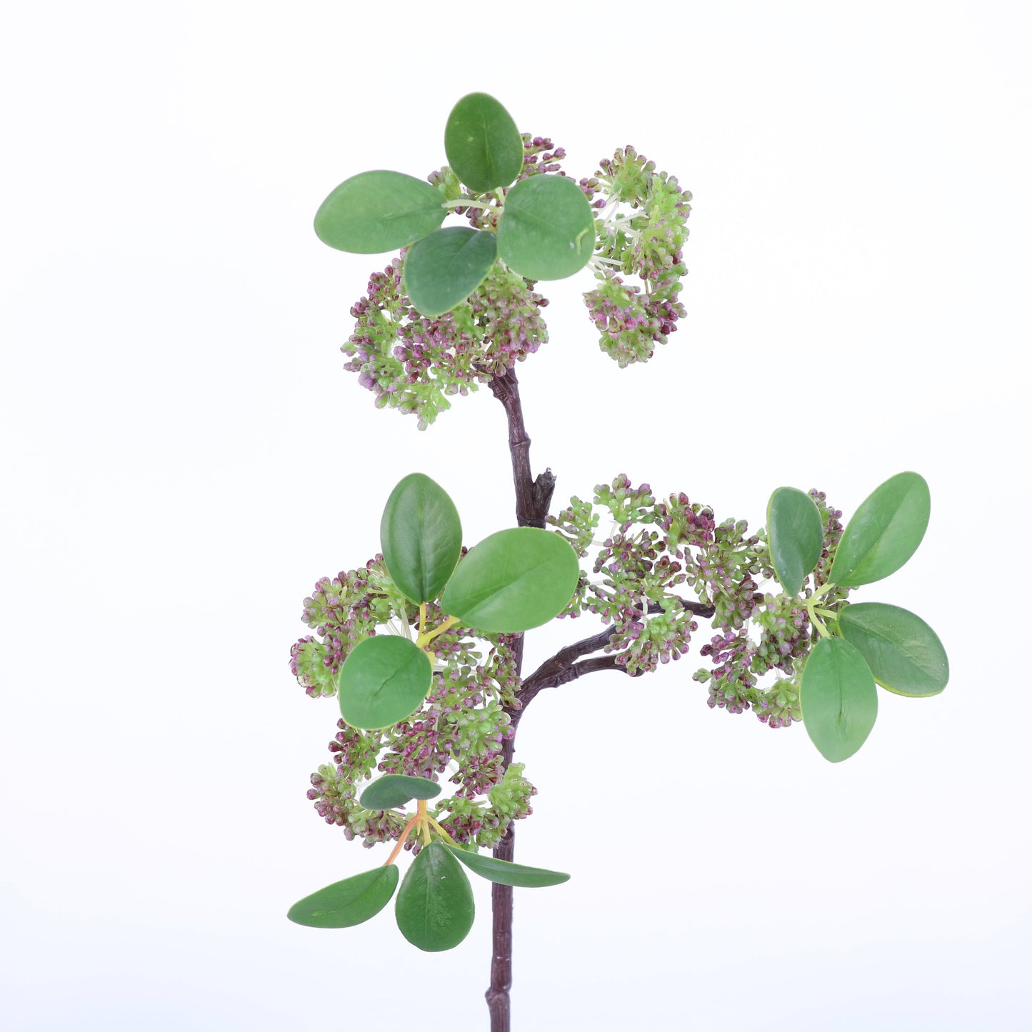 FL11801 SEEDED FICUS SP,17in-24P/240/9.18'