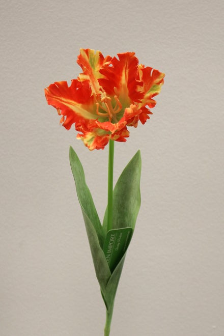 FL11810 PARROT TULIP,26in-24P/240/7.42'