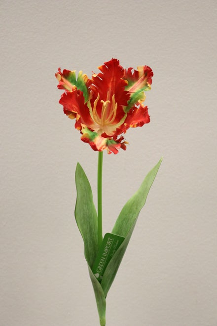 FL11810 PARROT TULIP,26in-24P/240/7.42'