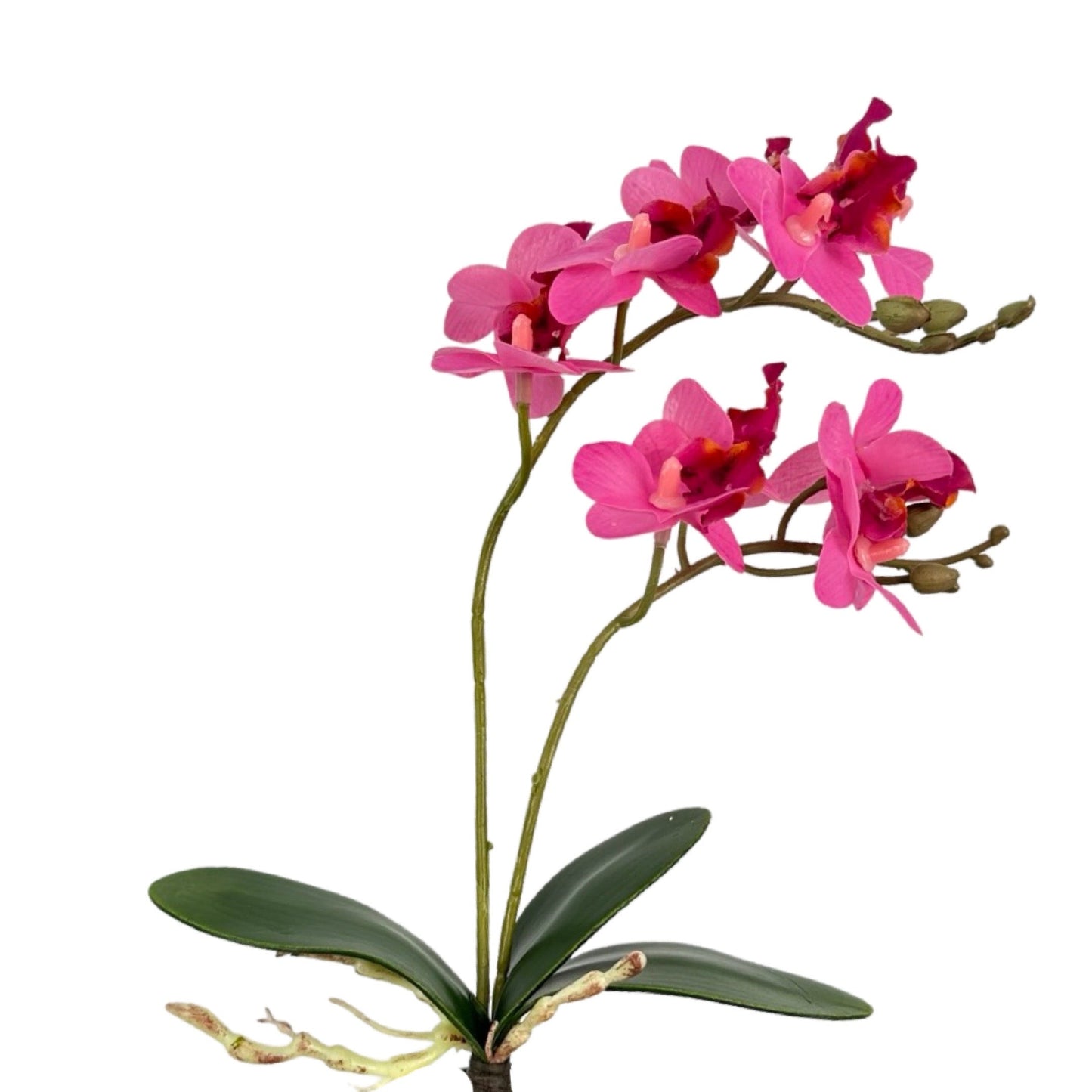 FL11936 MINI PHALAENOPSIS PLANTx2-12P/240 *