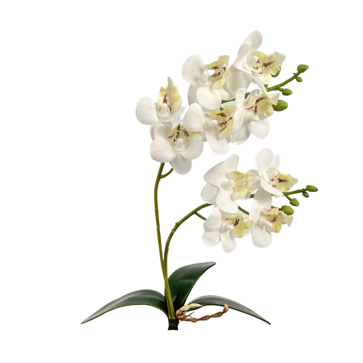 FL11936 MINI PHALAENOPSIS PLANTx2-12P/240 *