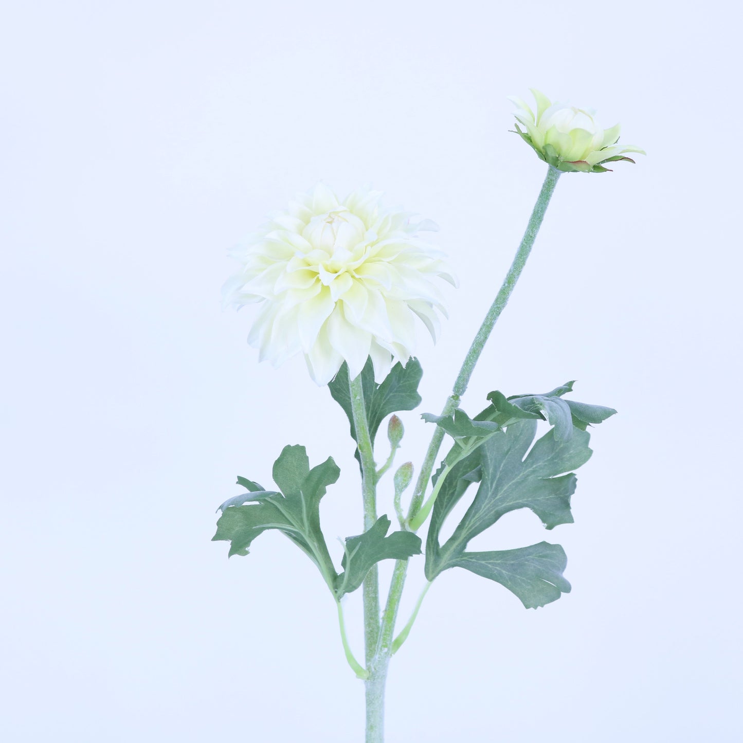 FL12033 DAHLIA SPRAYx1F1B,22.5in-24P/240