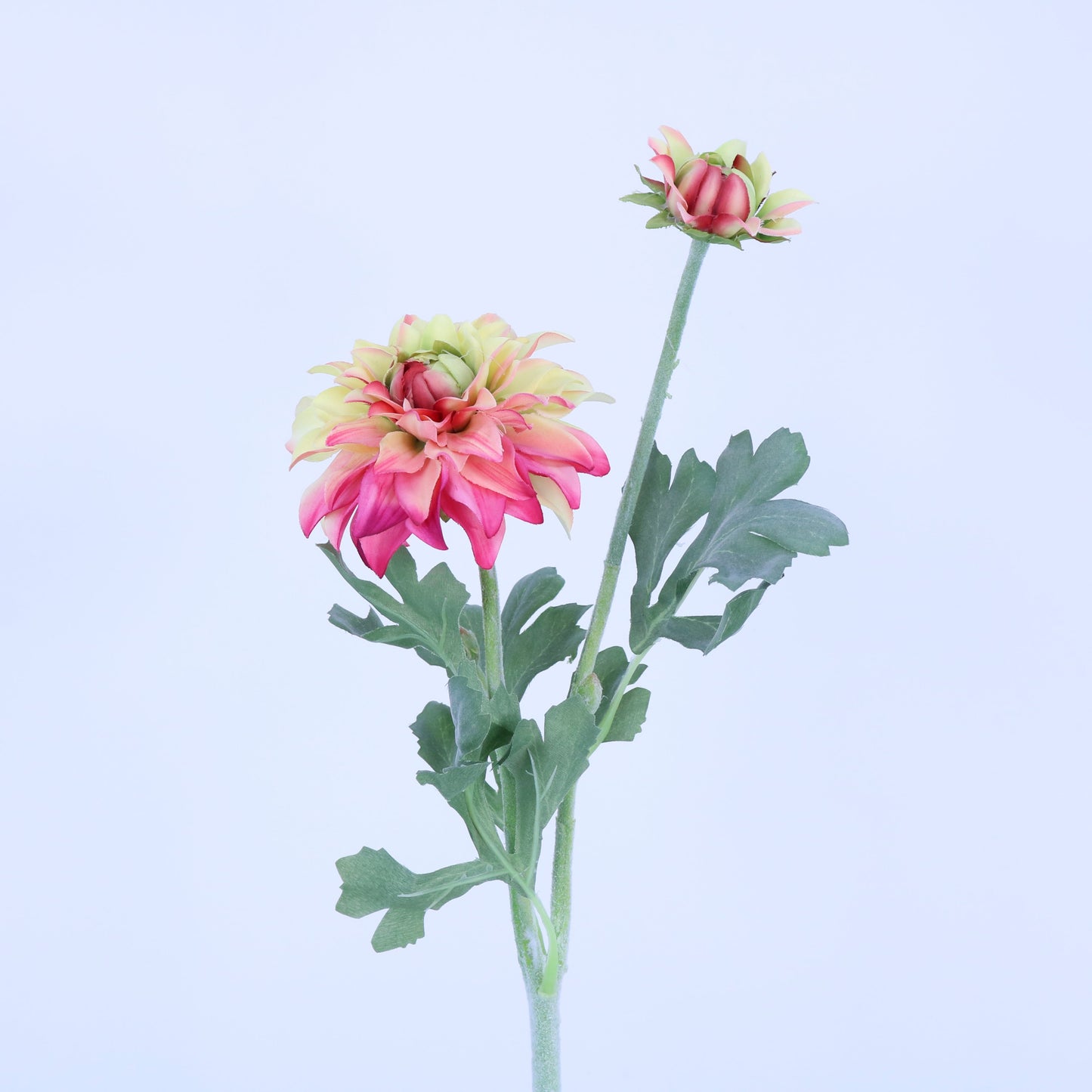 FL12033 DAHLIA SPRAYx1F1B,22.5in-24P/240
