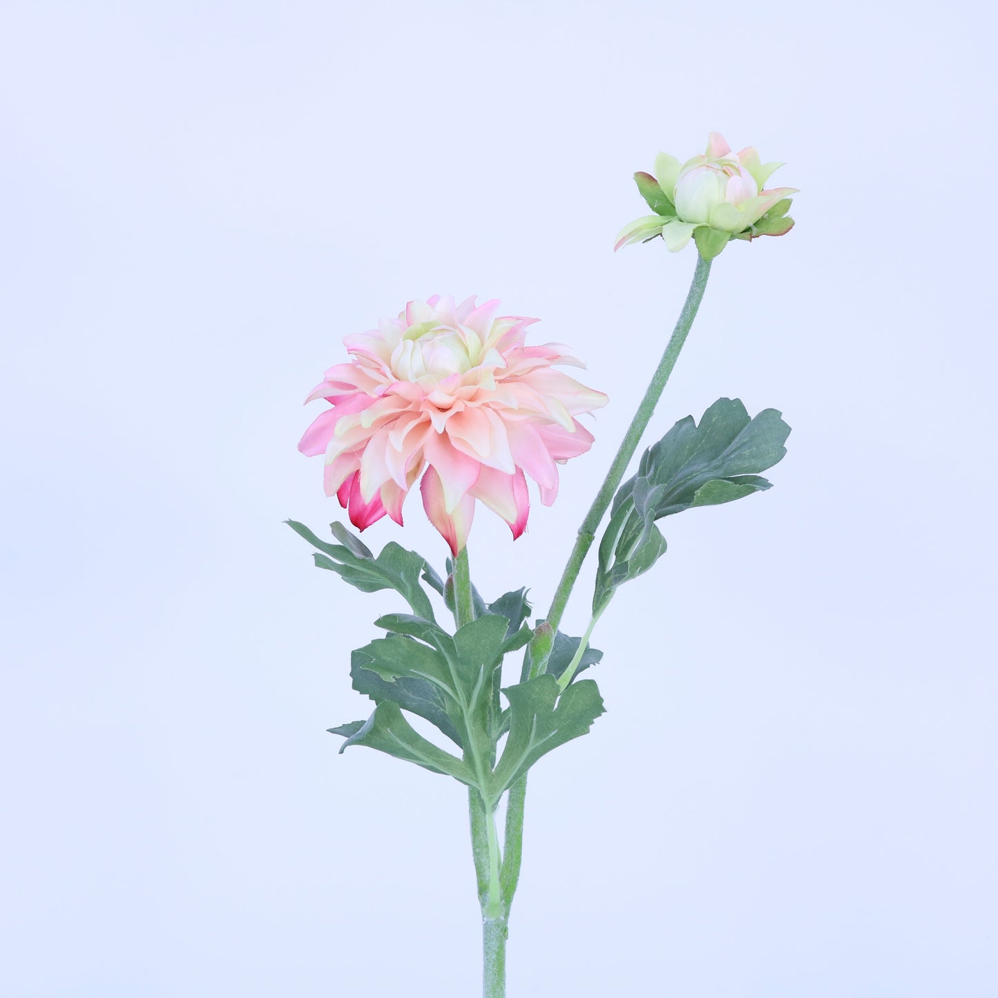 FL12033 DAHLIA SPRAYx1F1B,22.5in-24P/240