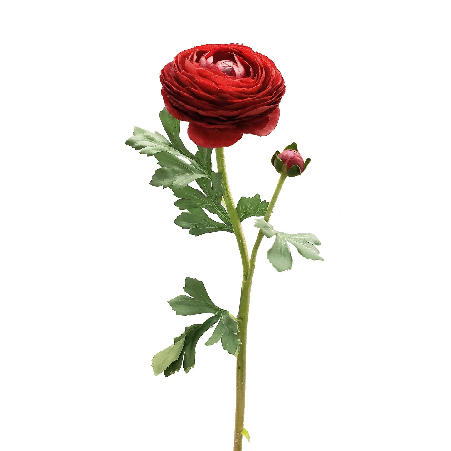 FL12034 RANUNCULUS SPx1F1B(NAT),23in-12P