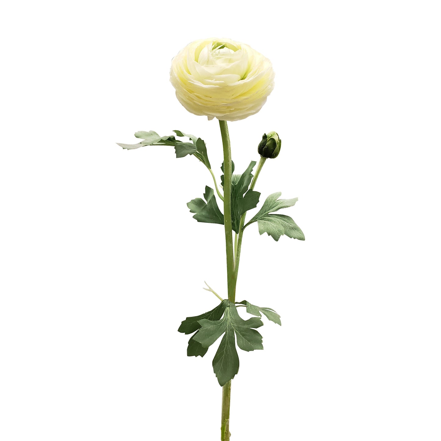 FL12034 RANUNCULUS SPx1F1B(NAT),23in-12P