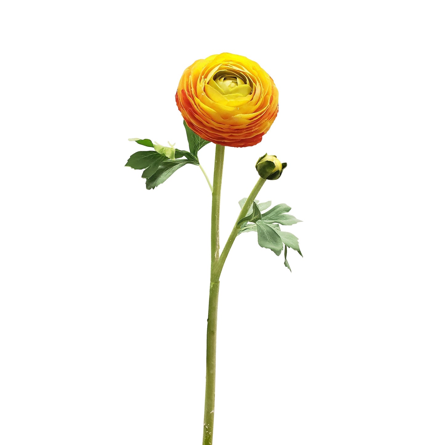 FL12034 RANUNCULUS SPx1F1B(NAT),23in-12P