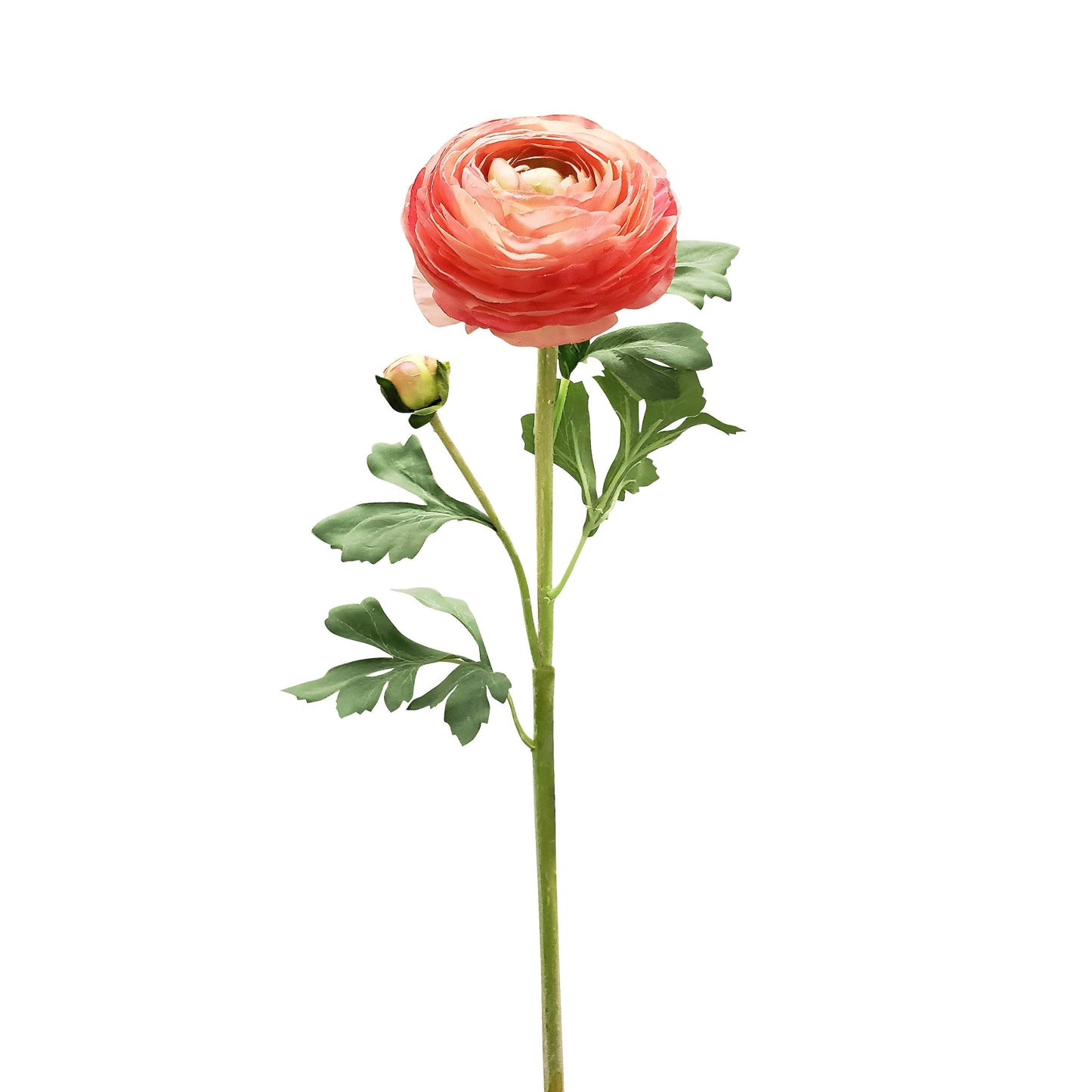 FL12034 RANUNCULUS SPx1F1B(NAT),23in-12P