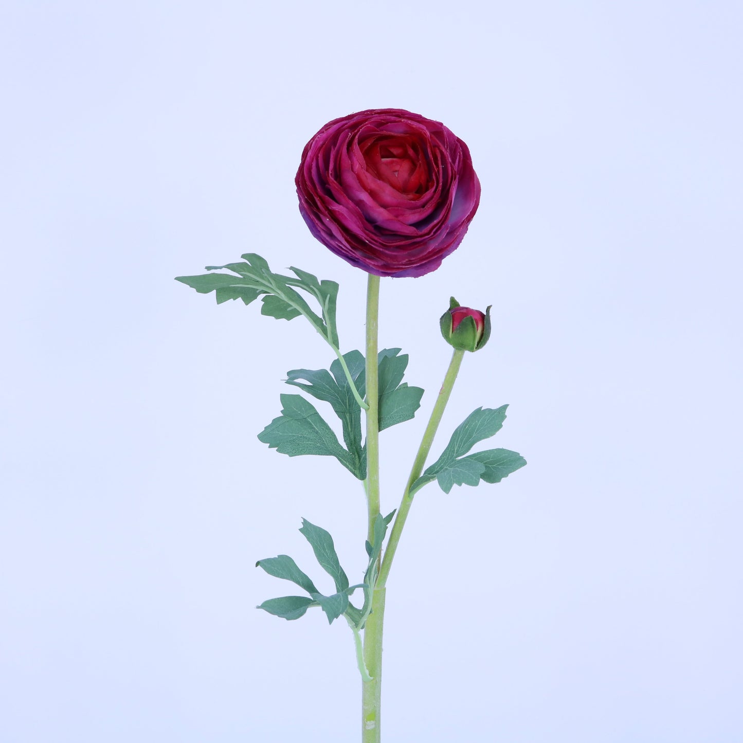 FL12034 RANUNCULUS SPx1F1B(NAT),23in-12P