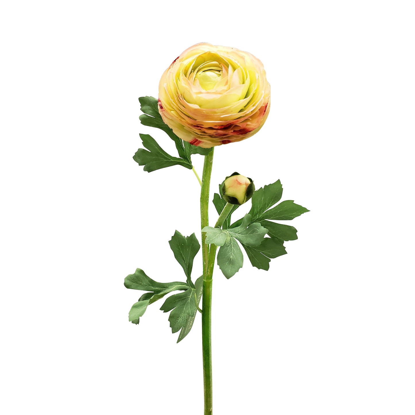 FL12034 RANUNCULUS SPx1F1B(NAT),23in-12P