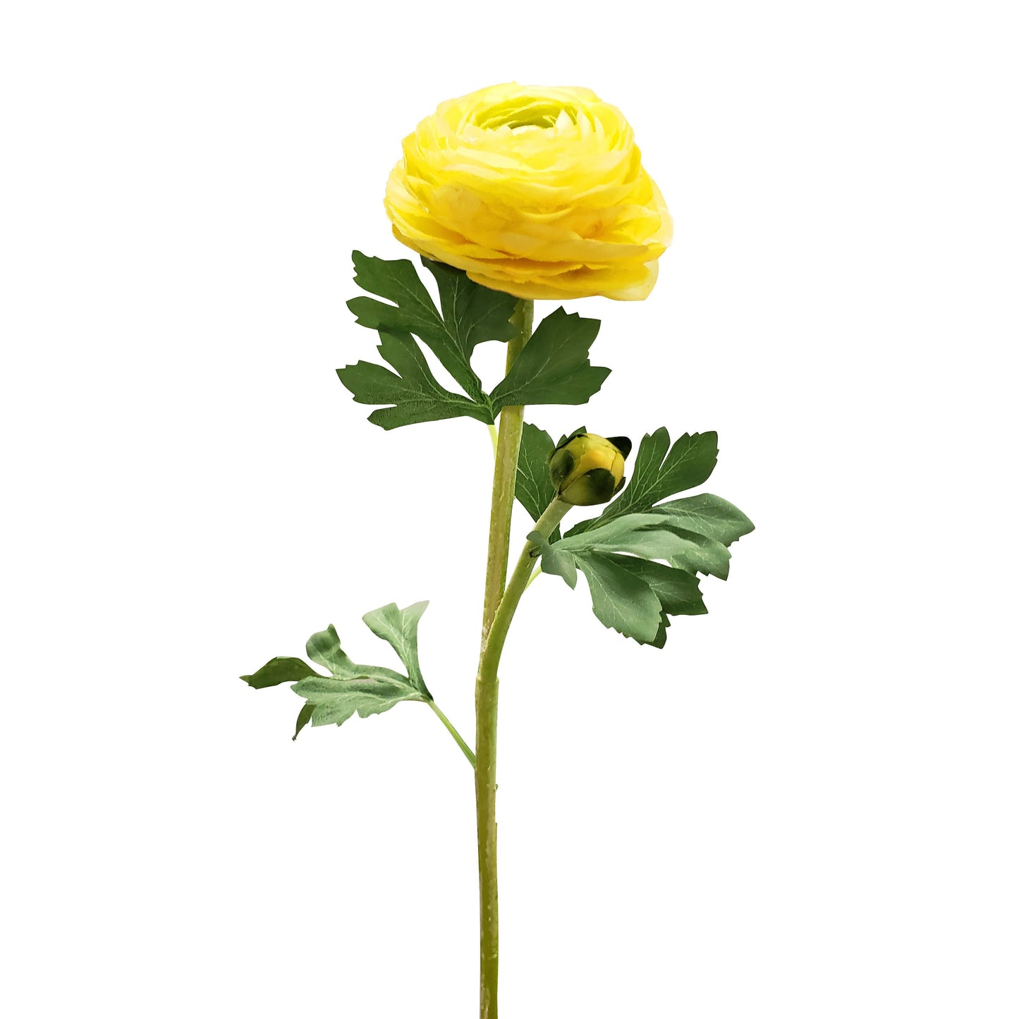 FL12034 RANUNCULUS SPx1F1B(NAT),23in-12P