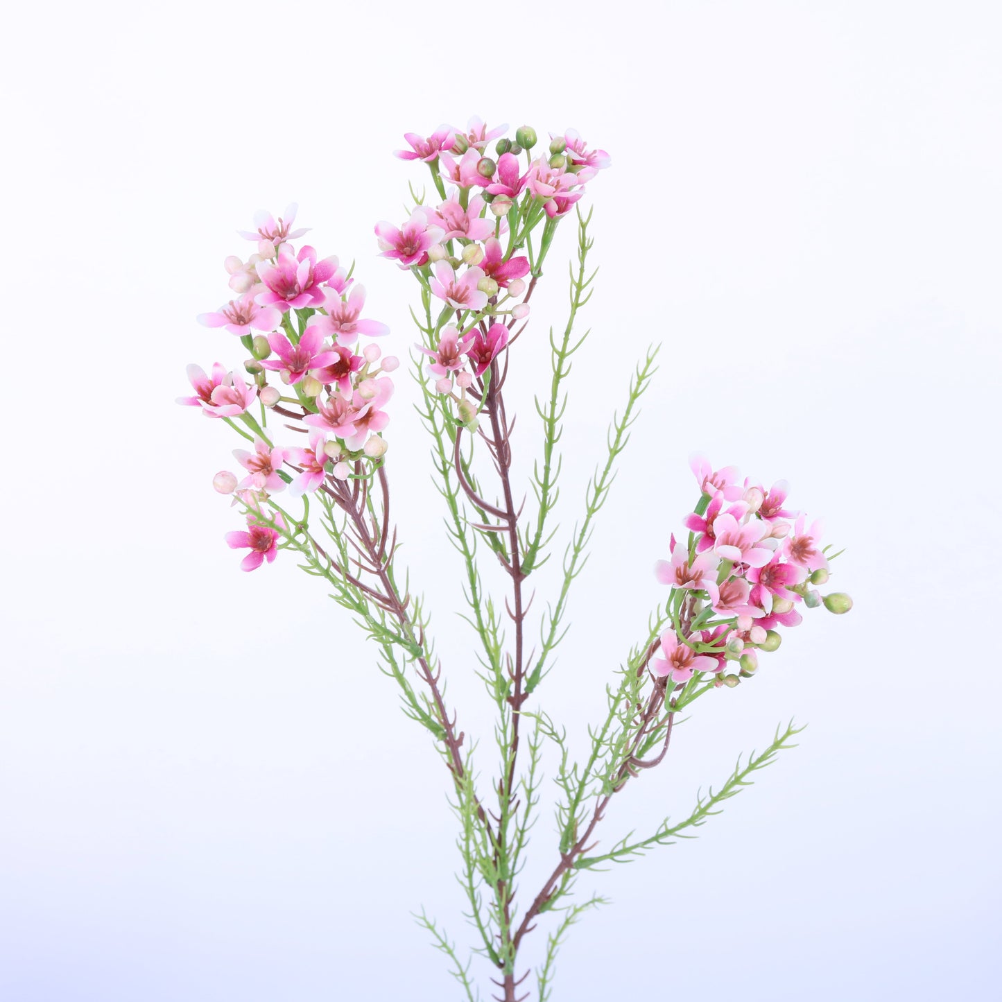 FL12074 WAX FLOWER SPRAY,31in-24P/192/7.09'