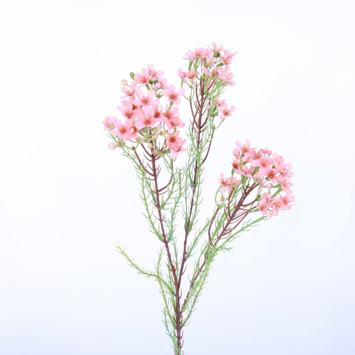 FL12074 WAX FLOWER SPRAY,31in-24P/192/7.09'