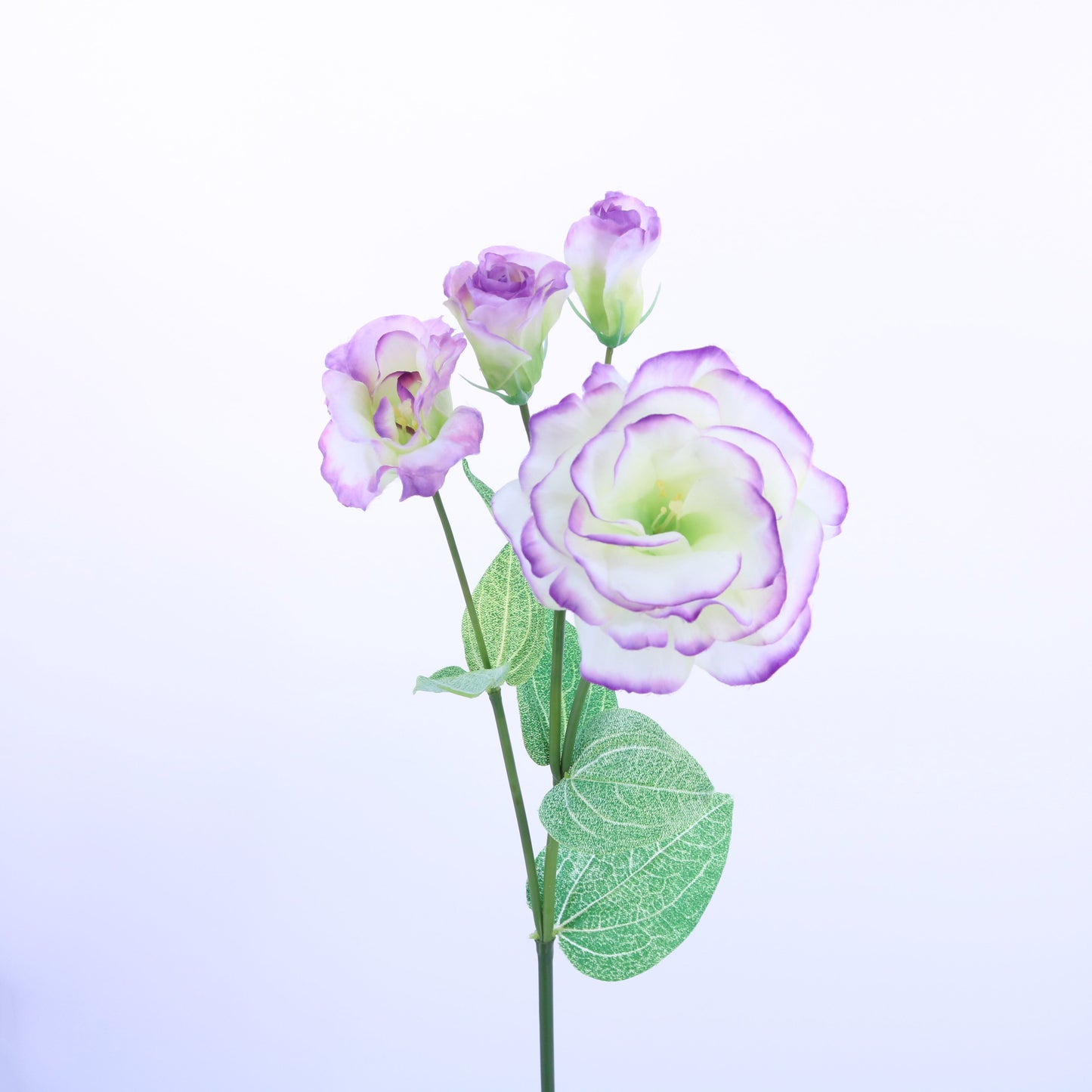FL12084 DOUBLE LISIANTHUS SPRAYx4F,31in-12P