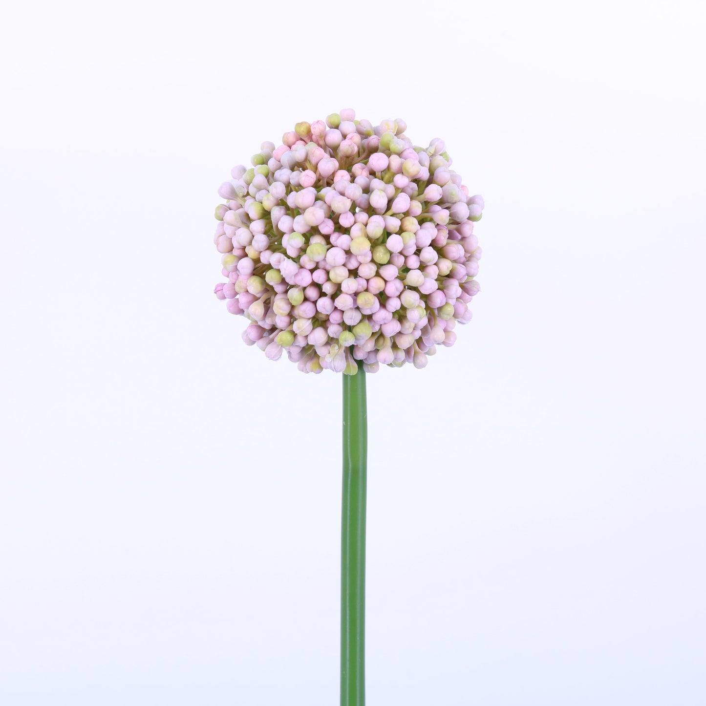 FL13083 ALLIUM BUD,21in-12P/72/3.81'