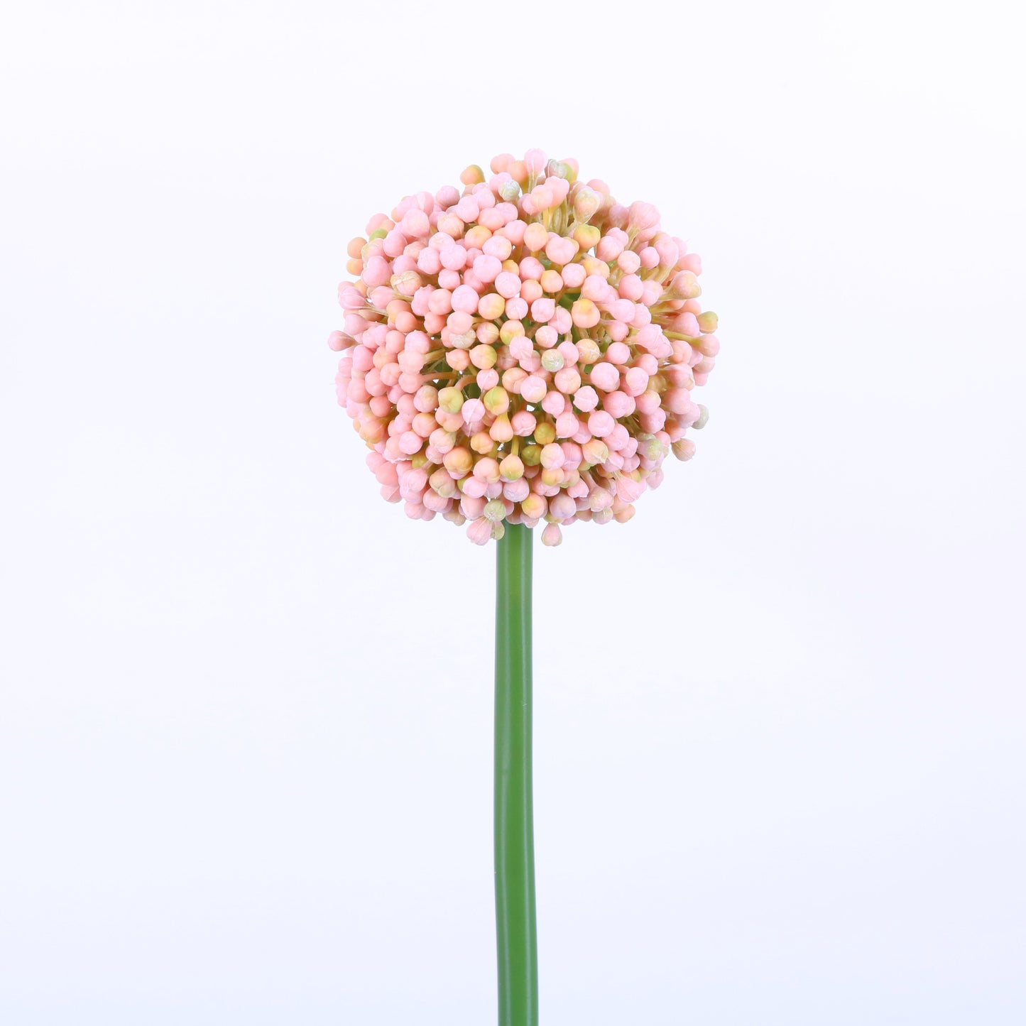 FL13083 ALLIUM BUD,21in-12P/72/3.81'
