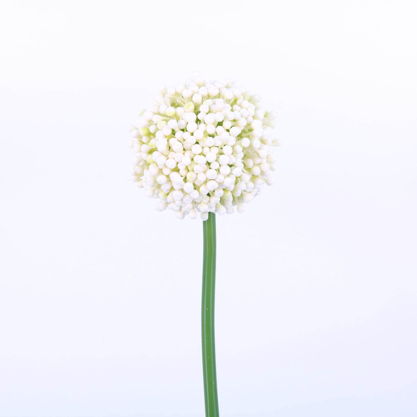 FL13083 ALLIUM BUD,21in-12P/72/3.81'