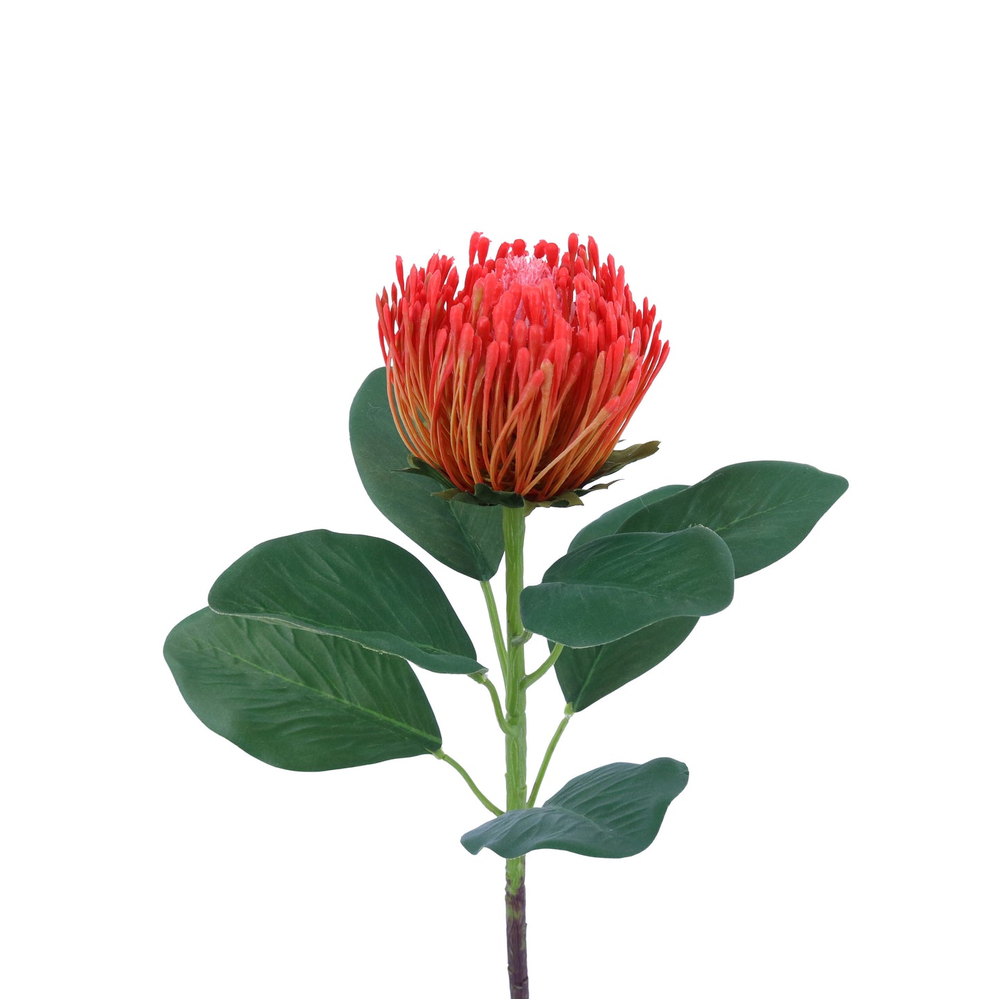 FL13084 NEEDLE PROTEA SPRAY,26in-24P/144/9
