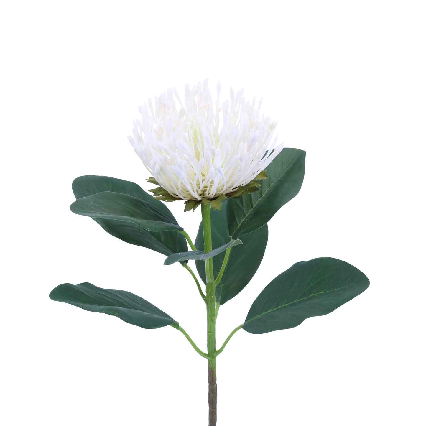 FL13084 NEEDLE PROTEA SPRAY,26in-24P/144/9