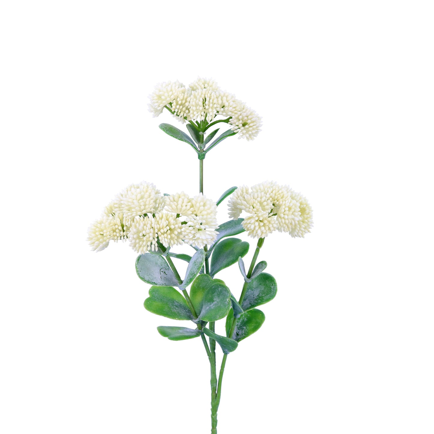 FL13088 SEDUM SPRAY,22in-24P/192/6.54' *