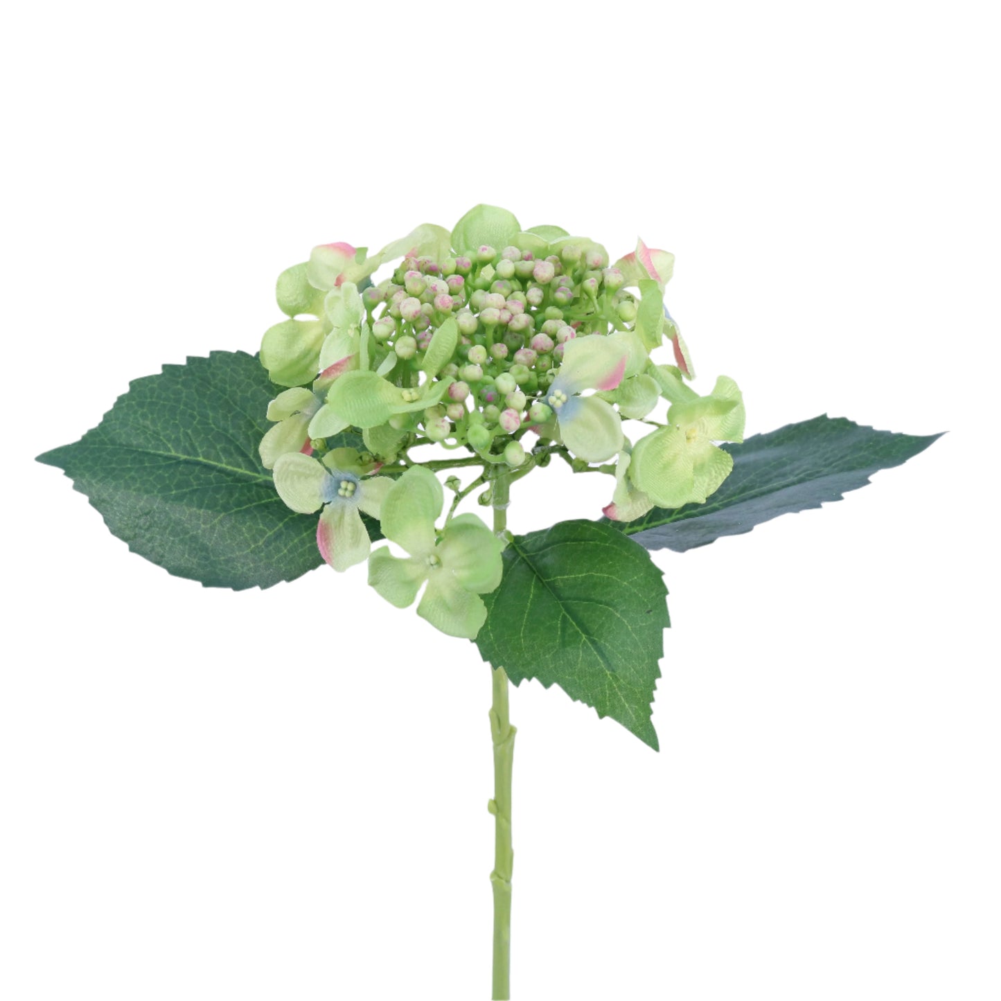 FL13093 BUDDING HYDRANGEA SP,17.5in-12P/144