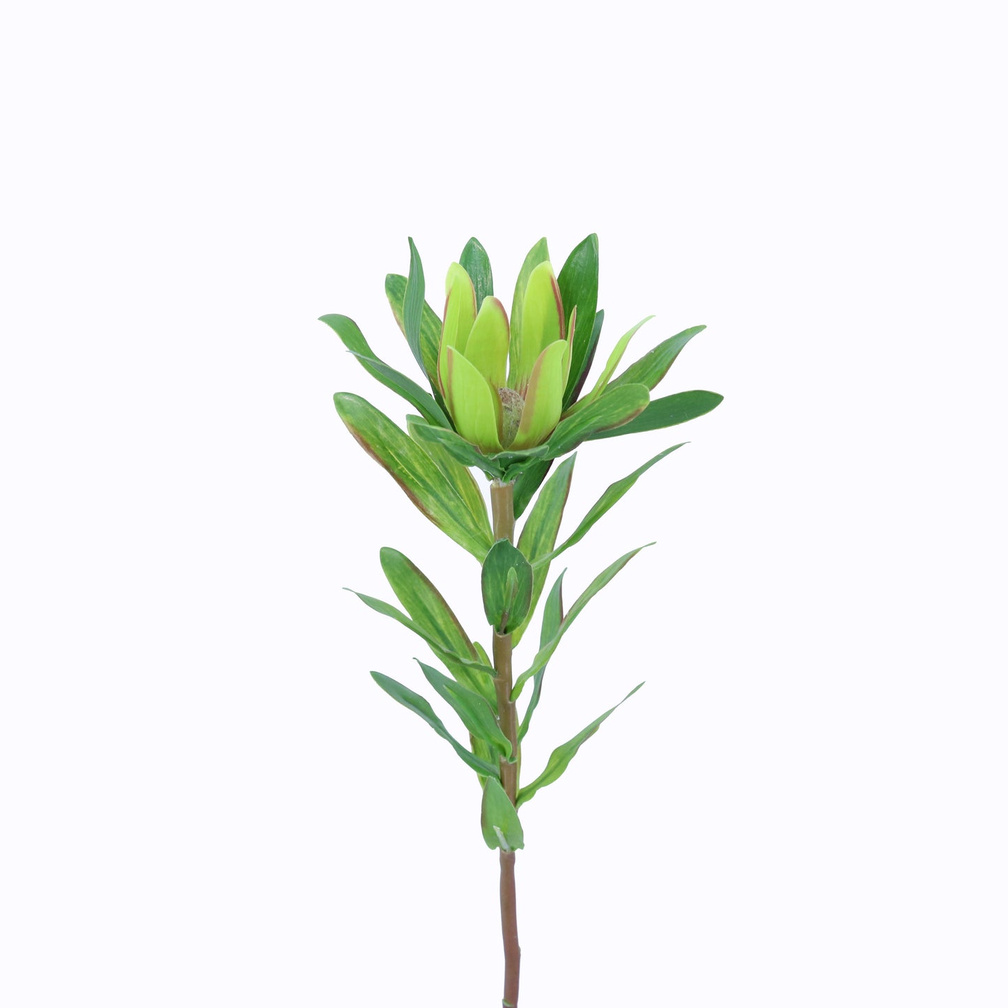FL13108 LEUCODENRON SPRAY,23in-12P/240/6.52