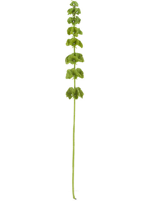 FL13266 BELLS OF IRELAND,29"