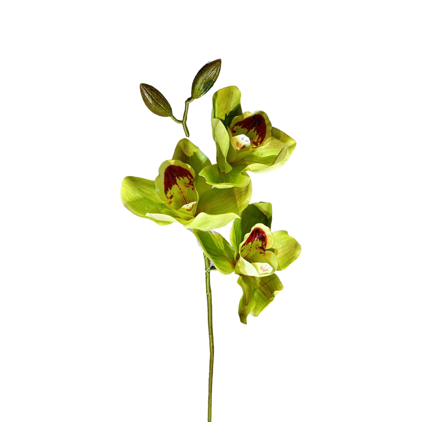 FL13580 CYMBIDIUM SPx3F (NAT) 30in-24/240P