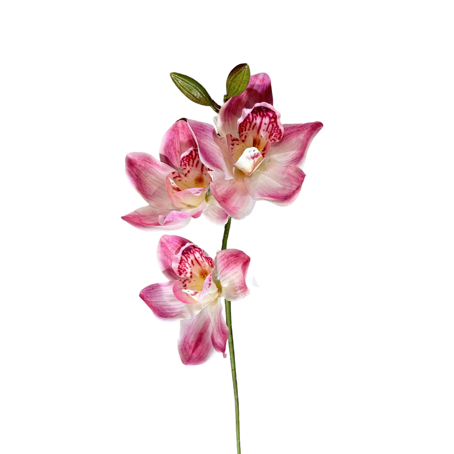 FL13580 CYMBIDIUM SPx3F (NAT) 30in-24/240P