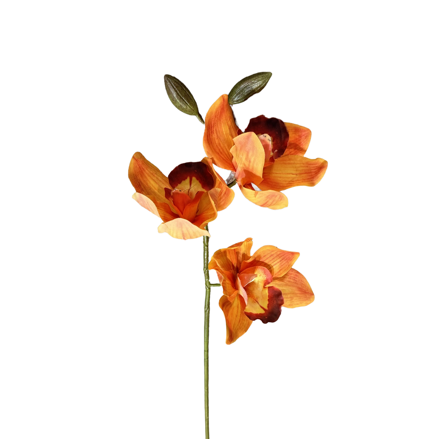FL13580 CYMBIDIUM SPx3F (NAT) 30in-24/240P