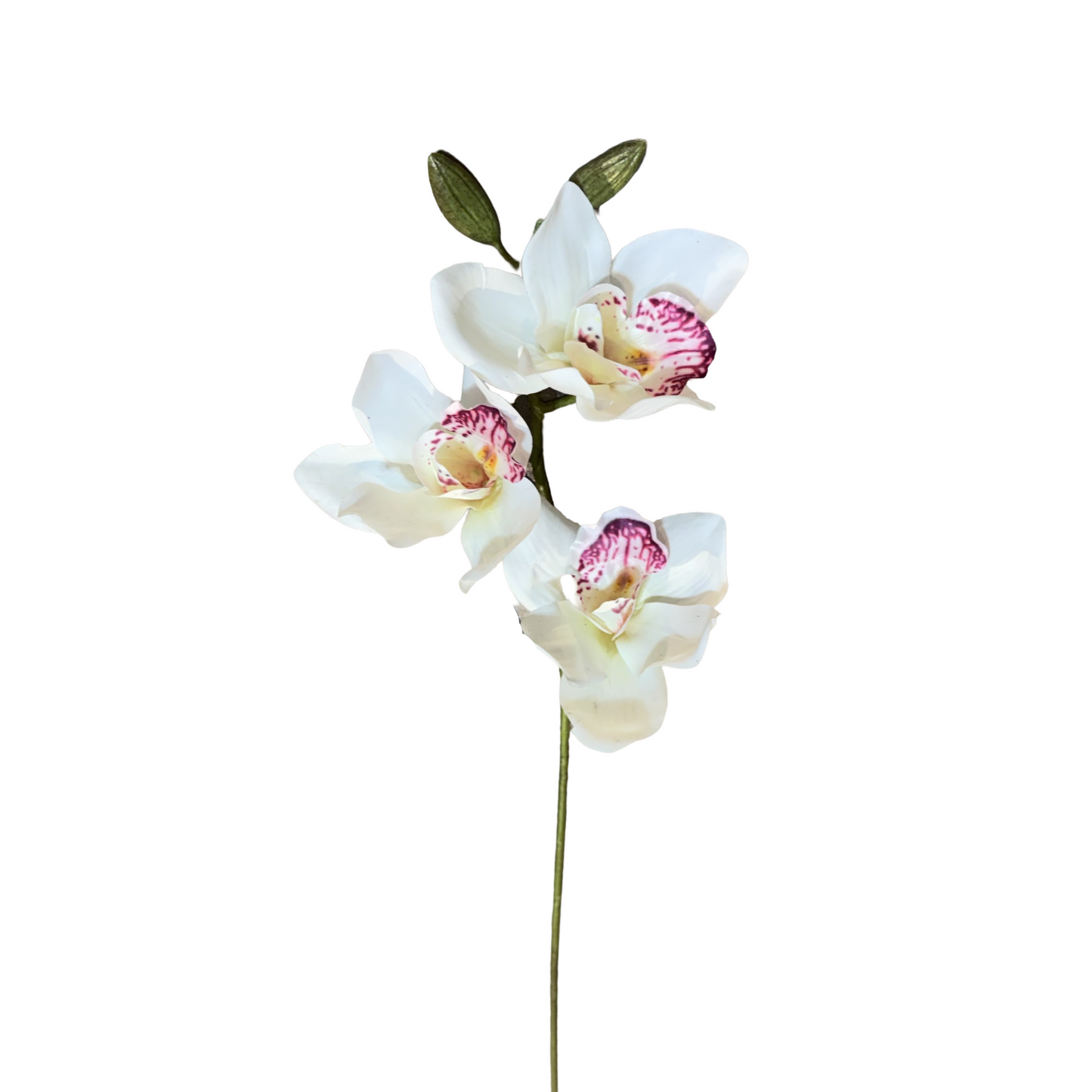 FL13580 CYMBIDIUM SPx3F (NAT) 30in-24/240P