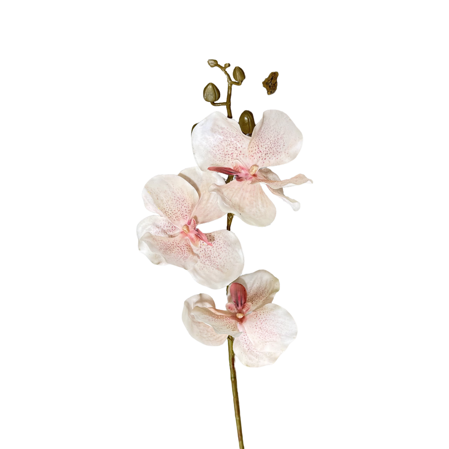 FL13581 VANDA ORCHIDx3F(NAT) 29.5in-24/240P