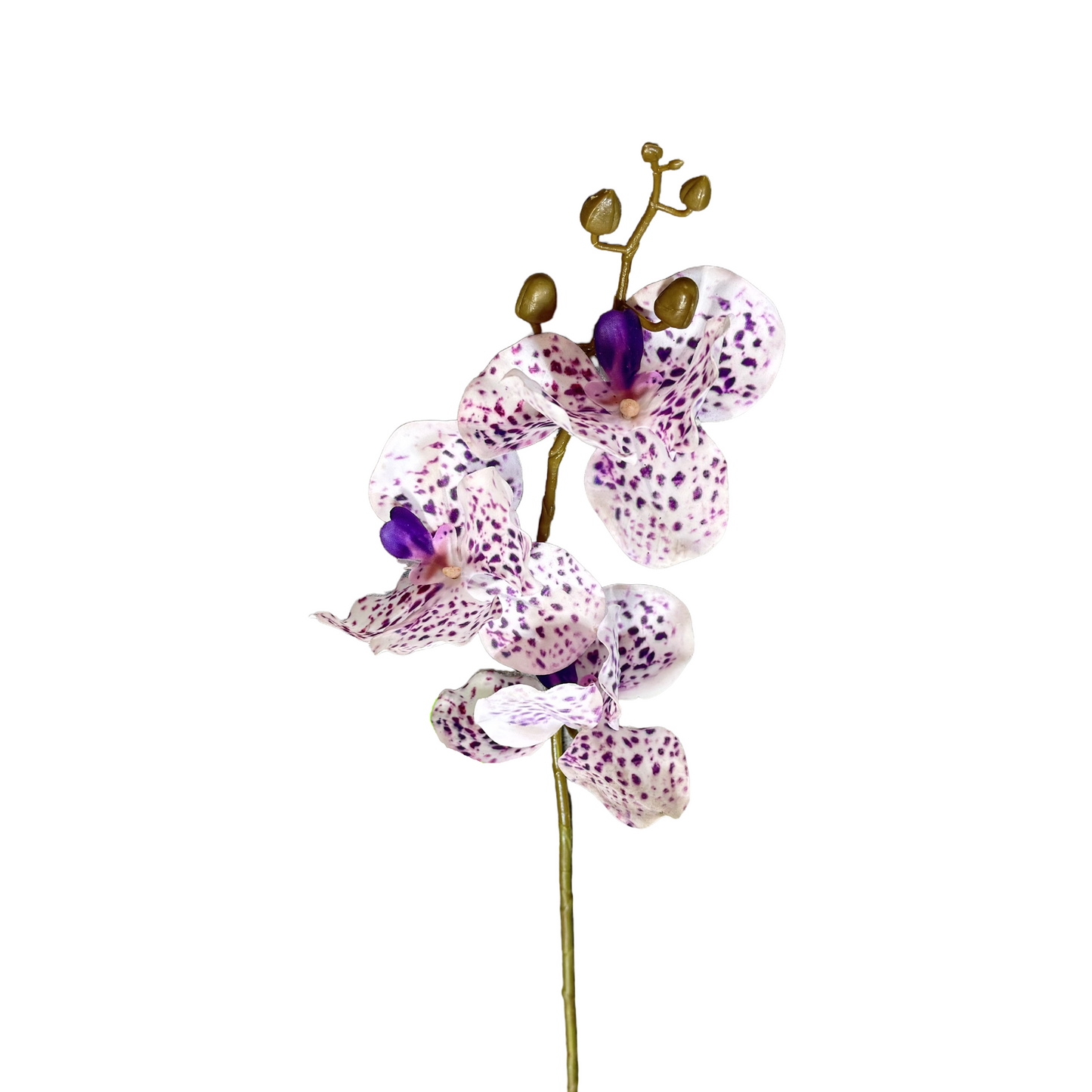FL13581 VANDA ORCHIDx3F(NAT) 29.5in-24/240P