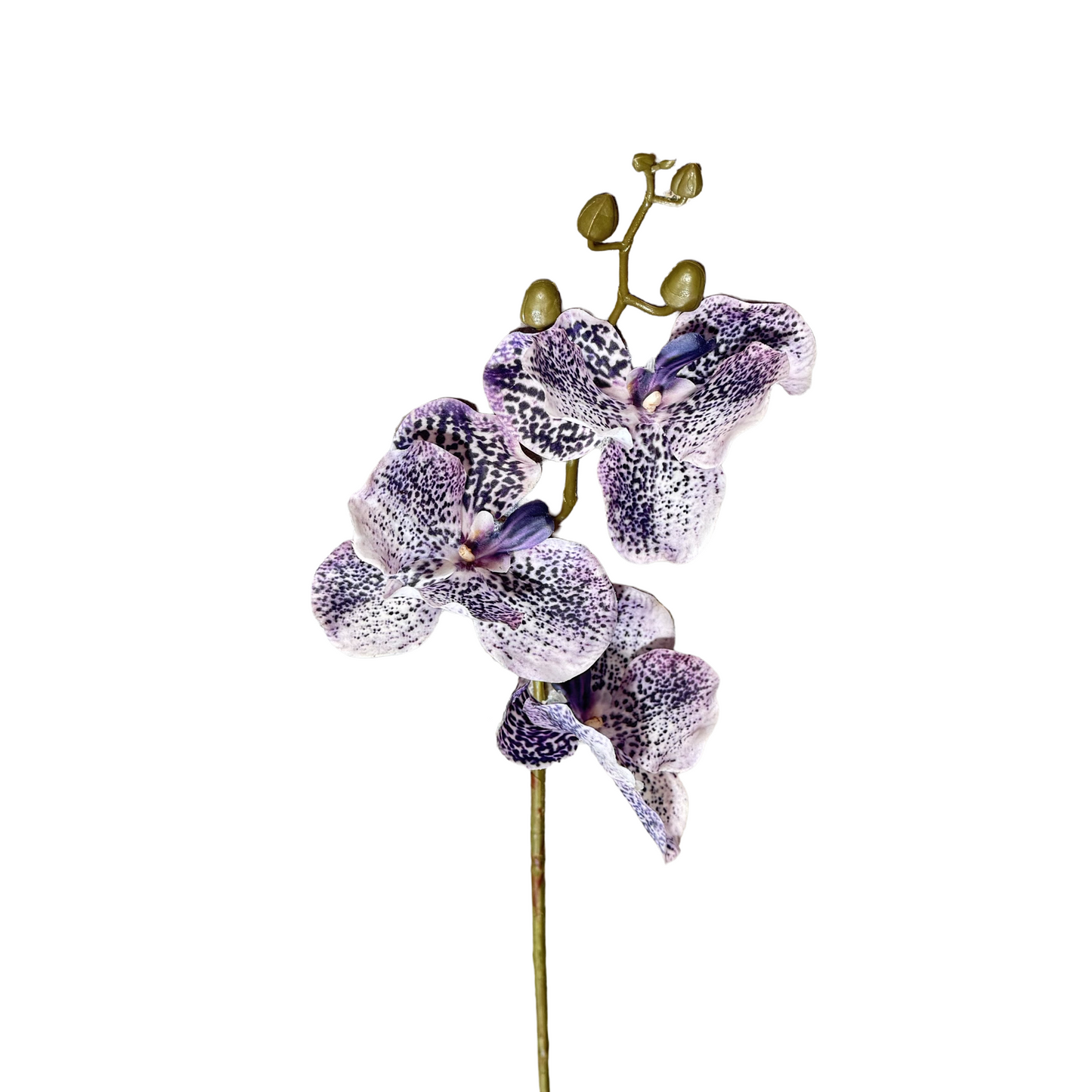 FL13581 VANDA ORCHIDx3F(NAT) 29.5in-24/240P