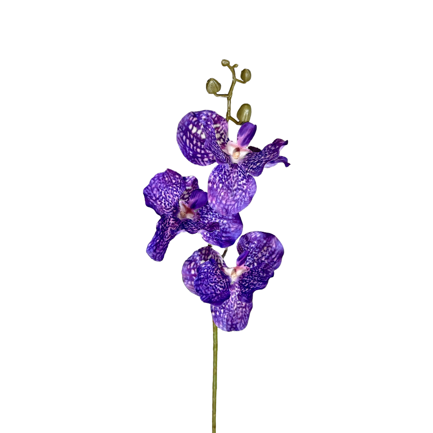 FL13581 VANDA ORCHIDx3F(NAT) 29.5in-24/240P