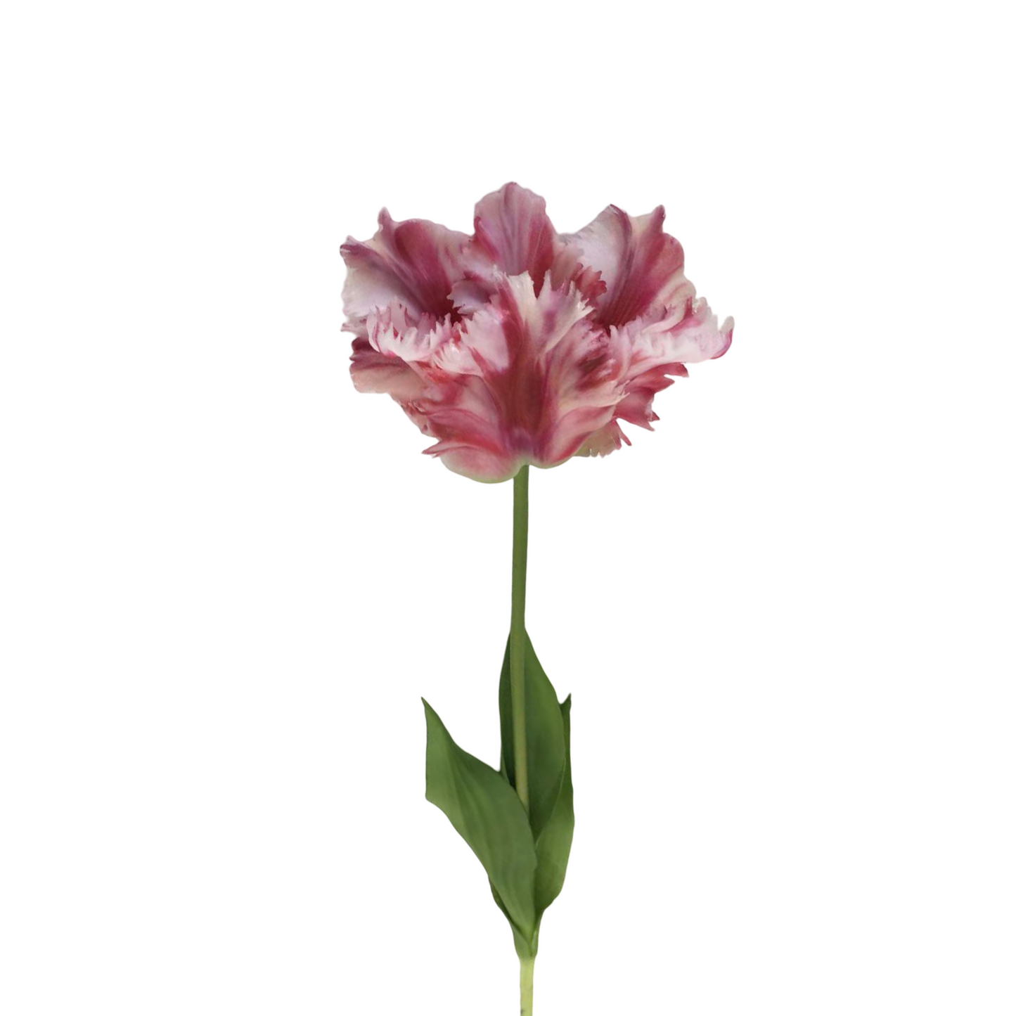 FL13594 PARROT TULIP (NAT) 25"