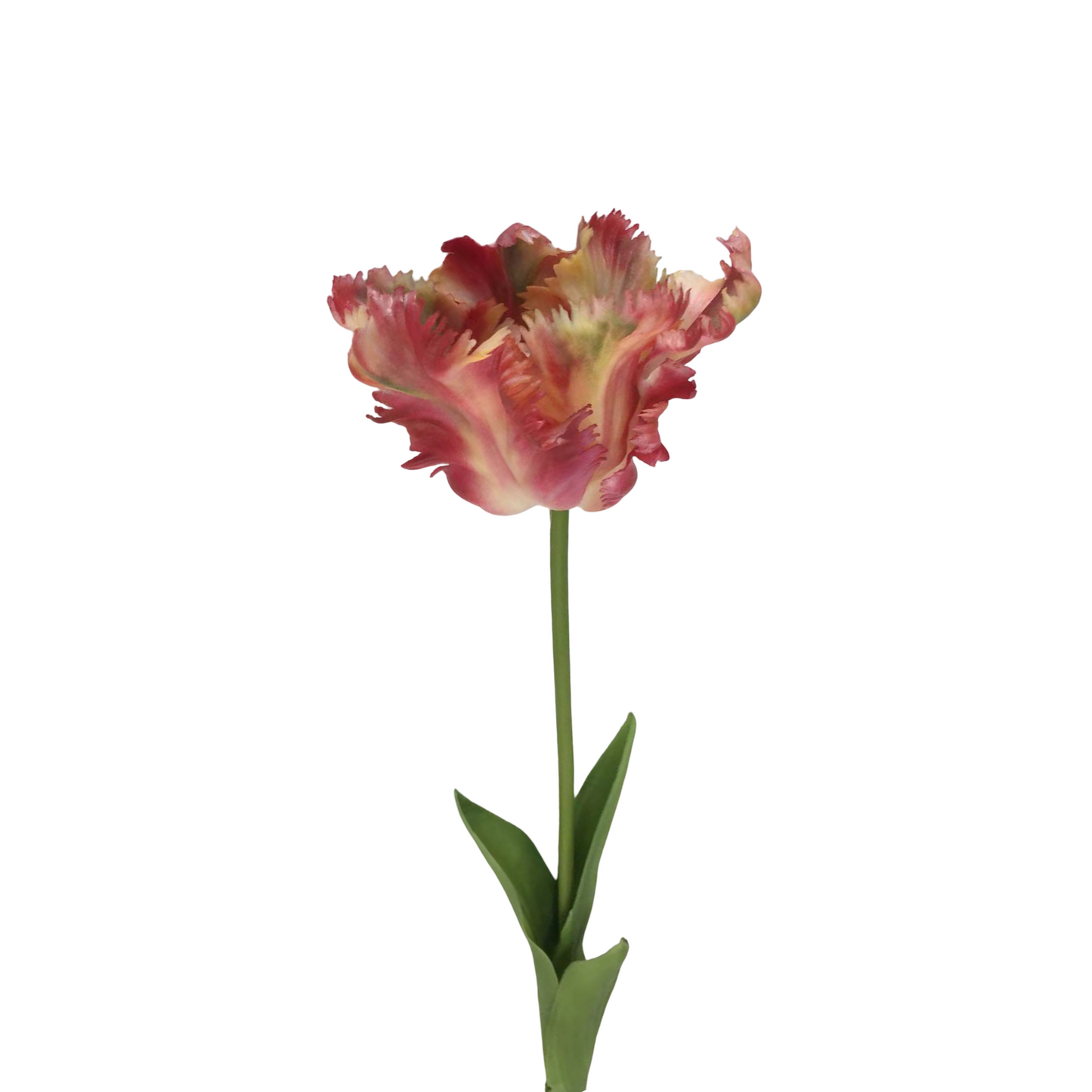 FL13594 PARROT TULIP (NAT) 25"