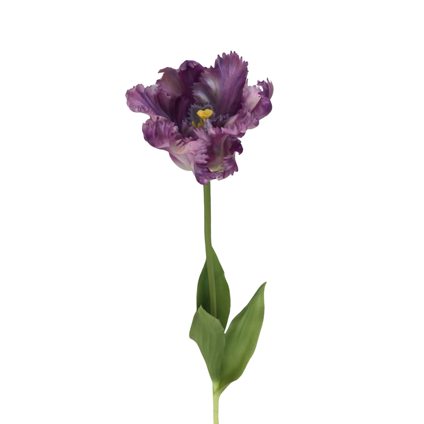 FL13594 PARROT TULIP (NAT) 25"